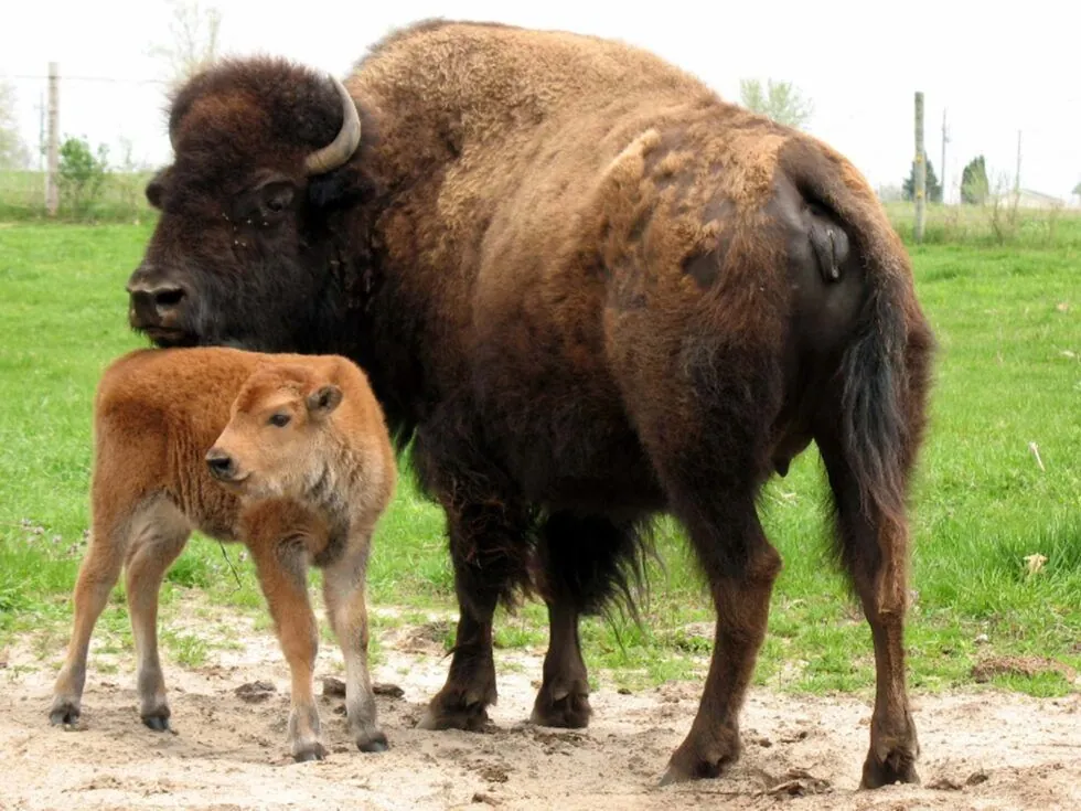 A bison at the Fontana Park animal display in Hazleton, Iowa
